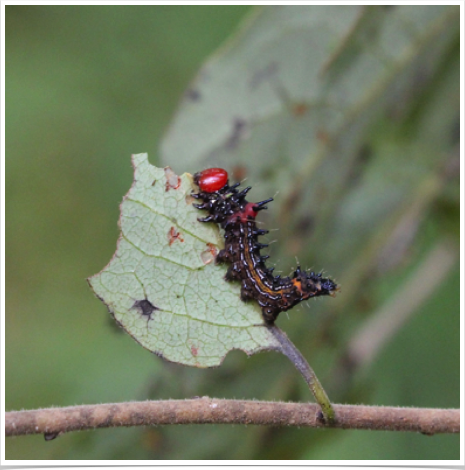 Red-humped Caterpillar
Schizura concinna
Perry County, Alabama Red-humped Caterpillar
Schizura concinna
Perry County, Alabama